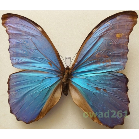 Morpho didius Hopffer, 1874 Peru 134mm25d